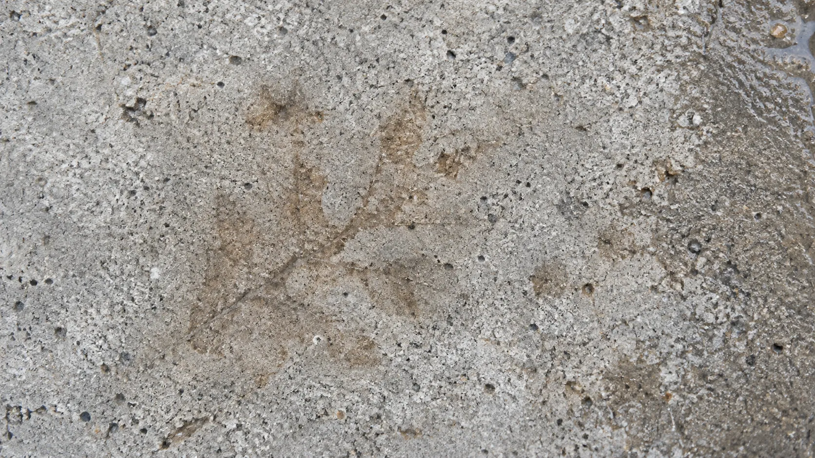 Faint brown leaf-shaped tannin marks on pale weathered concrete