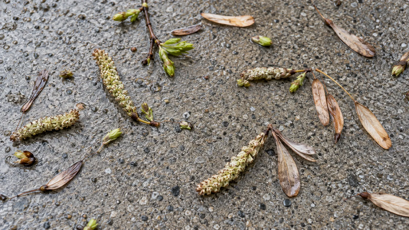 Spring catkins, small seedpods, and fresh green buds scattered on damp gray concrete
